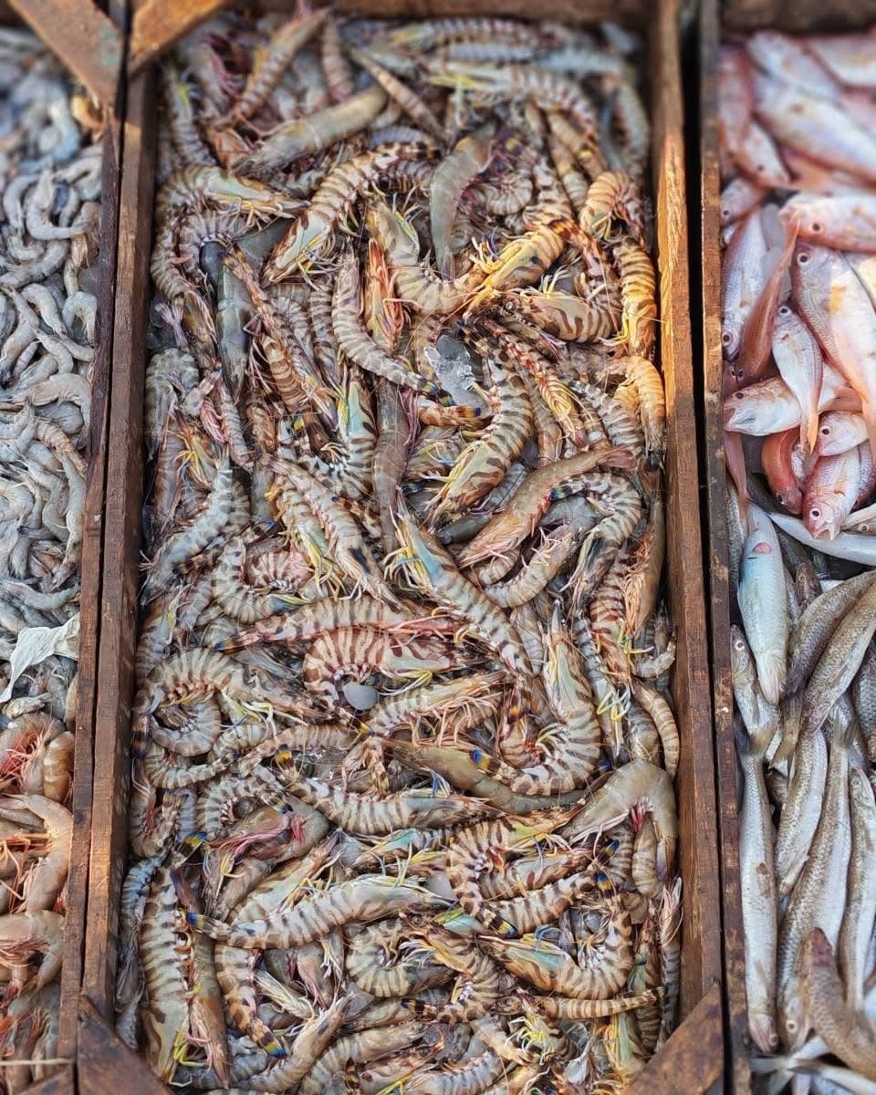 Fresh crates at Burullus port